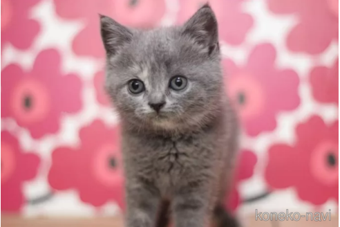 成約済の東京都のマンチカン-97346の2枚目